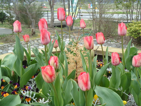 DSC01766